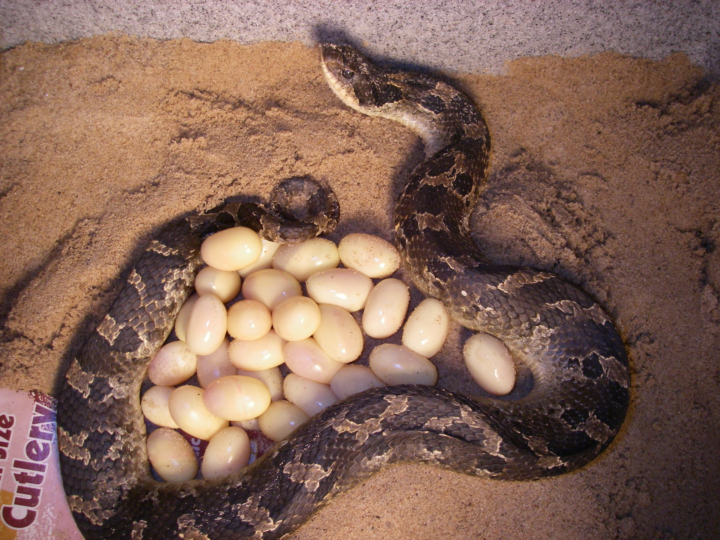 змеиные яйца фото