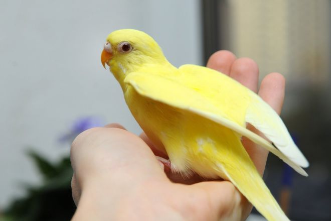 как назвать желтого попугая девочку