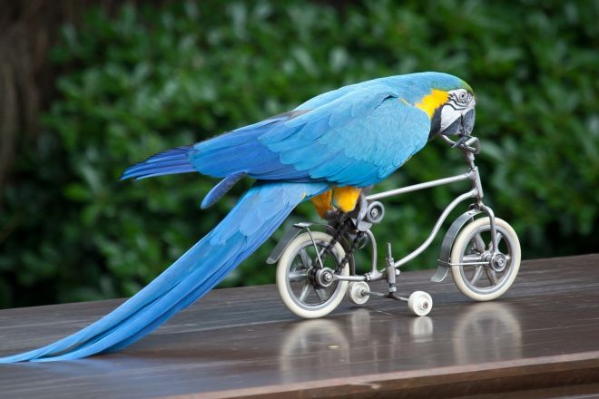 как назвать попугая-девочку голубого цвета