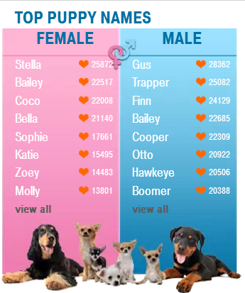 Красивые имена для щенков. Клички для собак девочек. Имена для собак мальчиков. Имя для щенка. Красивые имена для собачек девочек.