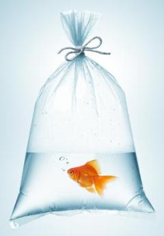 Goldfish correctly packaged for transporting.