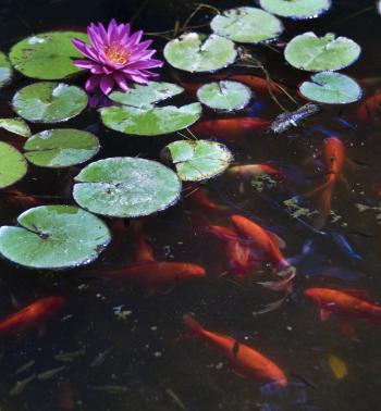 Goldfish pond filled with Common Goldfish, lilies and Gambusia.