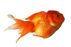 Goldfish showing signs of illness.