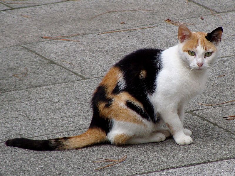 Tricolor, calico cat