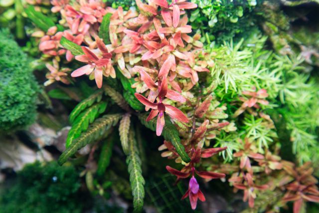 Rotala from above
