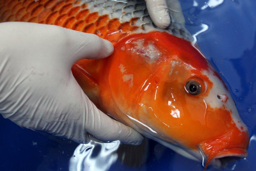 Золотая рыбка лечение. Костиоз (ихтиободоз). Костиоз аквариумных рыб. Хилодонеллез у рыб.