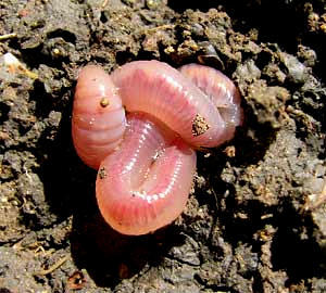 Earthworm estivating in ball