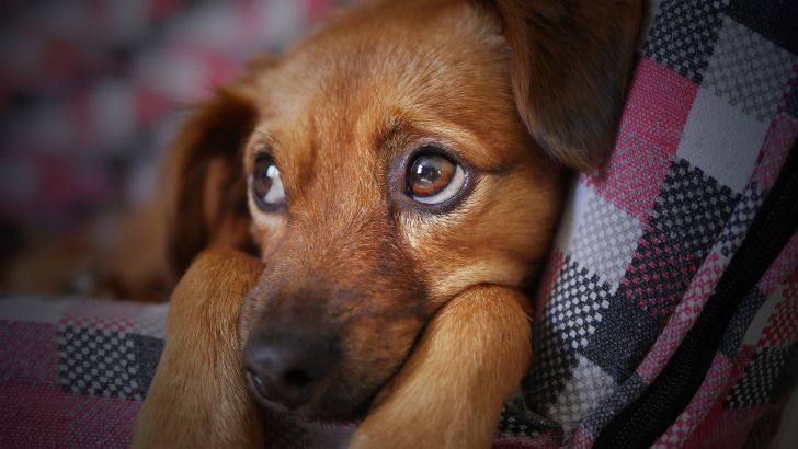 8 запахов, которые не любят собаки