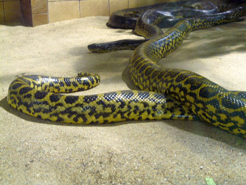 Анаконда отзывы. Парагвайская Анаконда большая. Парагвайская Green Анаконда. Желтая парагвайская Анаконда. Змея Анаконда желтая.