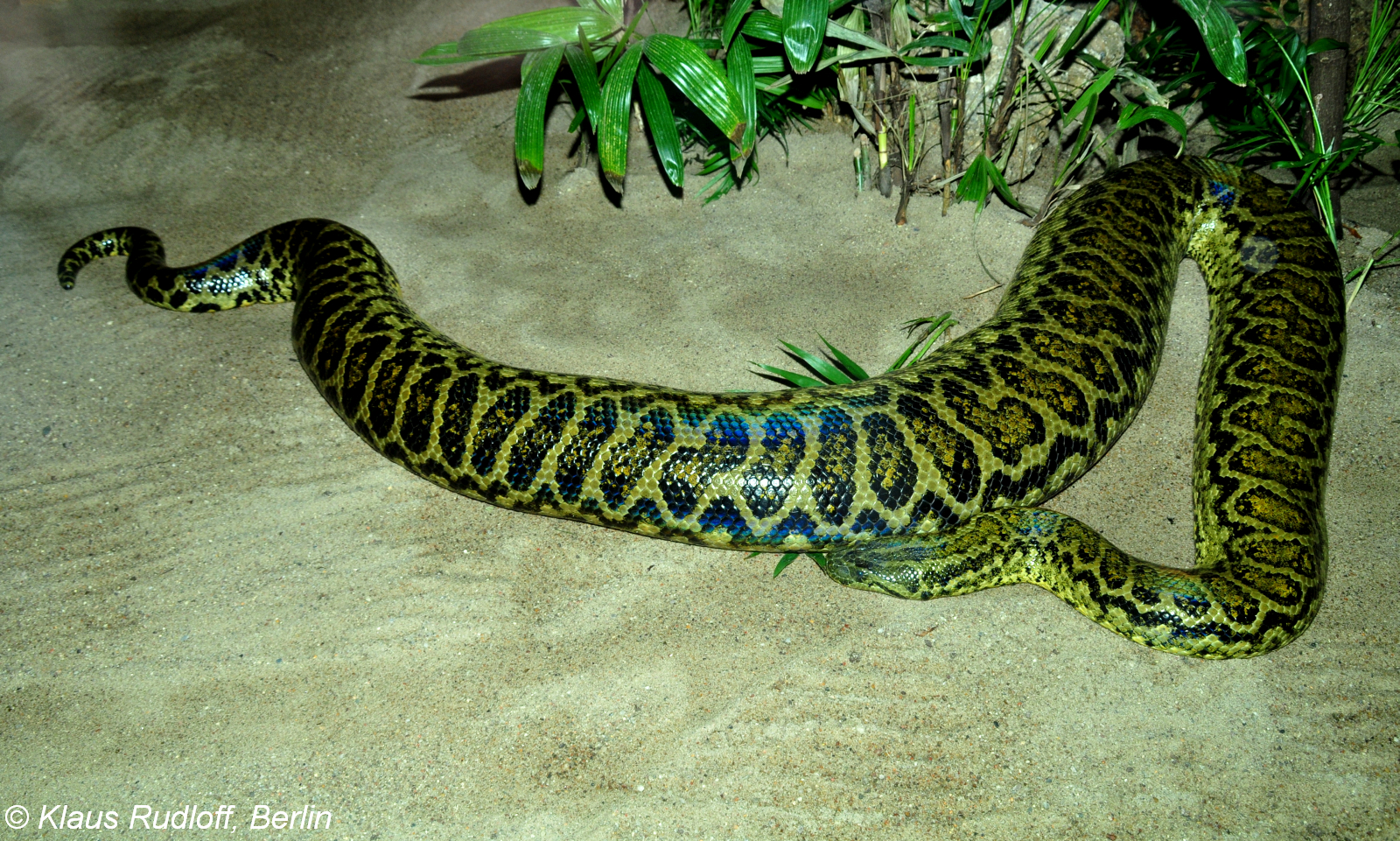 Пашаян анаконда. Зеленая Анаконда (eunectes murinus). Желтая парагвайская Анаконда. Анаконда парагвайская (eunectes notaeus) размер. Анаконда парагвайская (Южная).