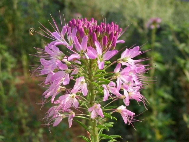 Клеома (Cleome)