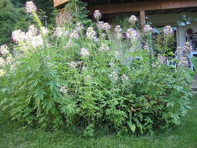 Клеома (Cleome)