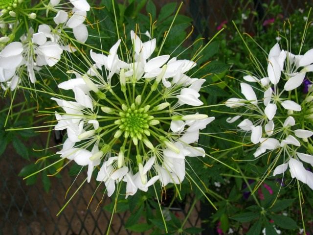 Клеома (Cleome)