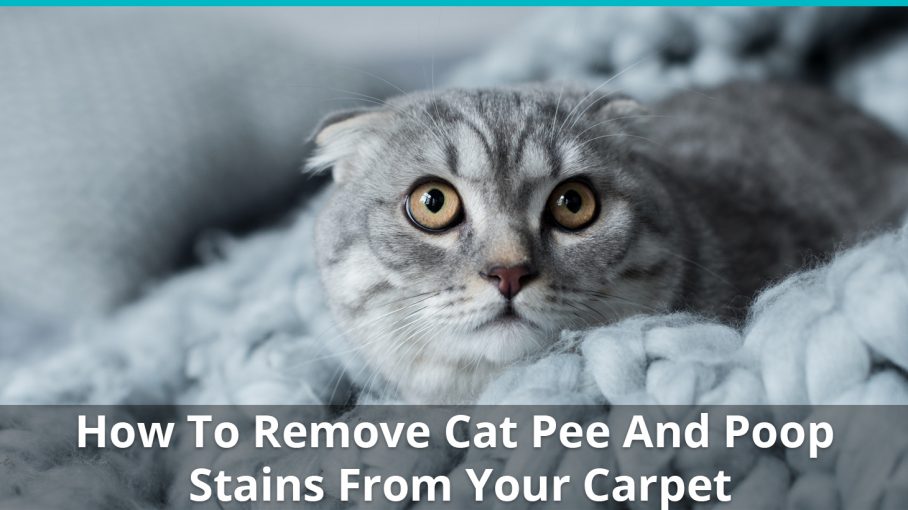 remove cat pee poo stains