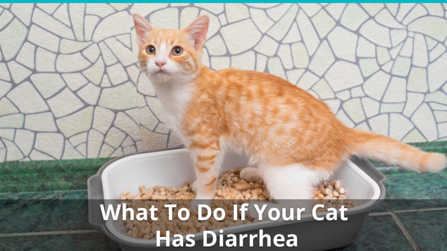 what to do if cat has diarrhea