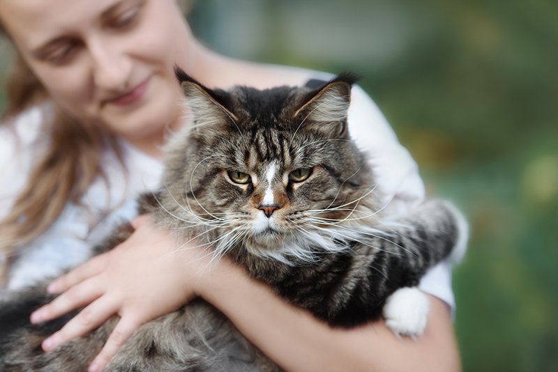 maine coon cat held by woman