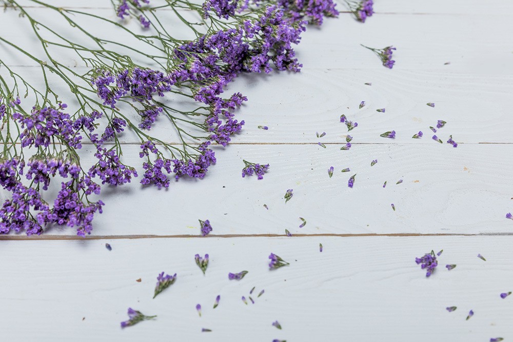 lavender for natural flea treatments