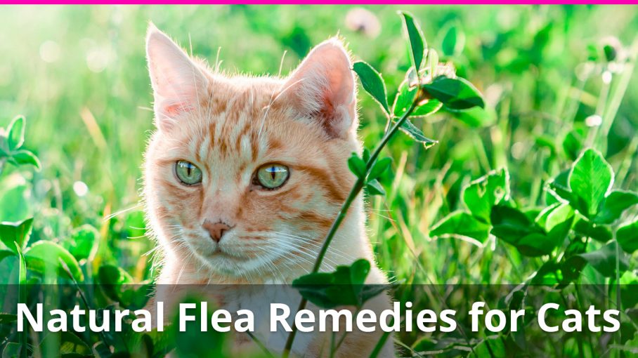 natural flea remedies for cats