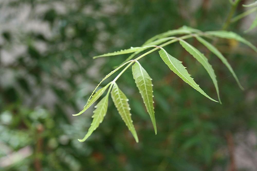 neem leaf for natural flea treatments