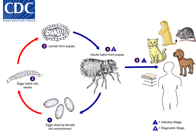 lifeCycle