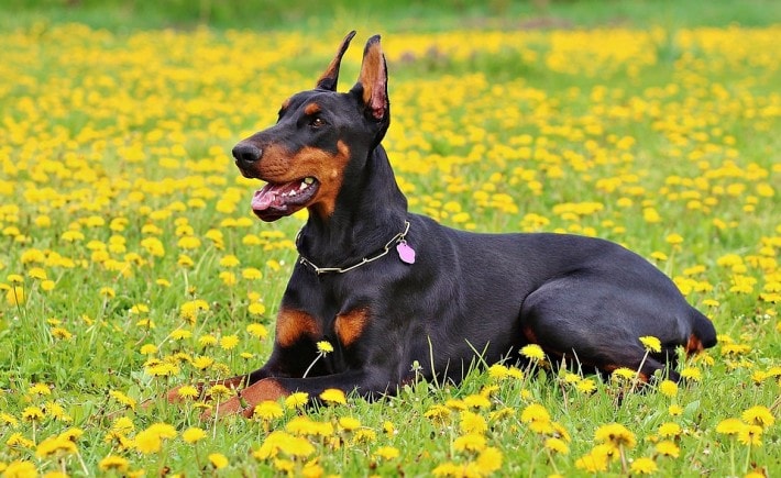 Doberman dog breed