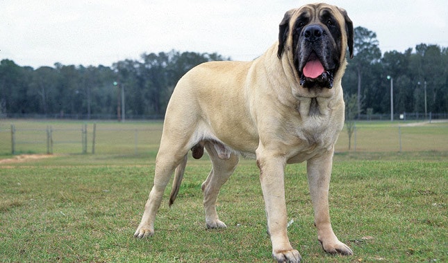 English mastiff