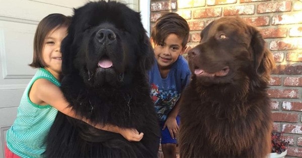 Newfoundland dog breed