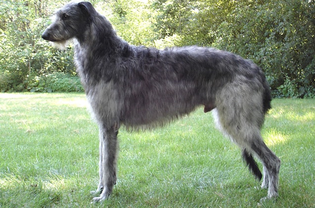 Scottish deerhound dog breed