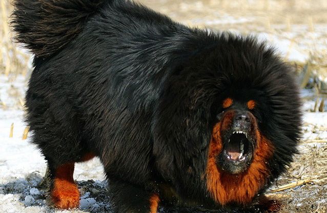 Tibetan mastiff