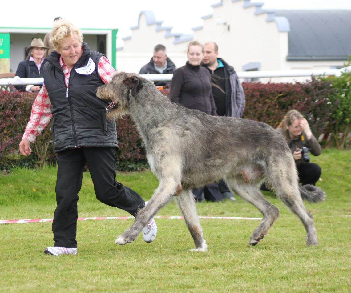 irish wolfhound dog breed