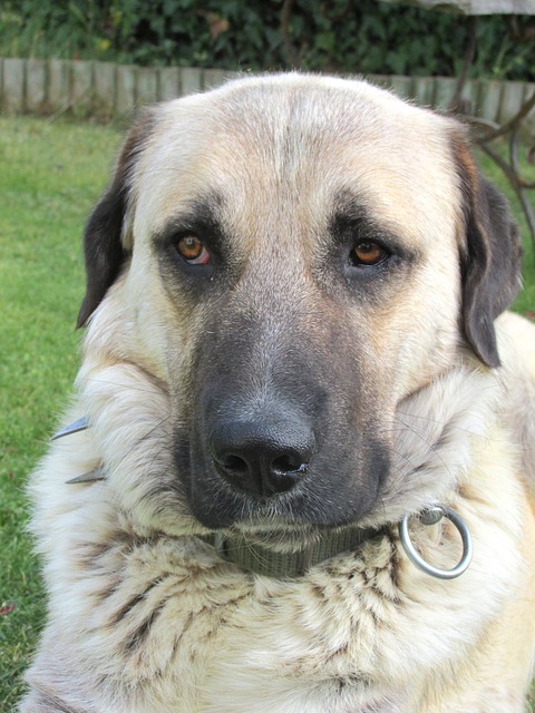 Kangal dog breed