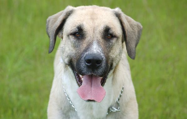 kangal dog breed