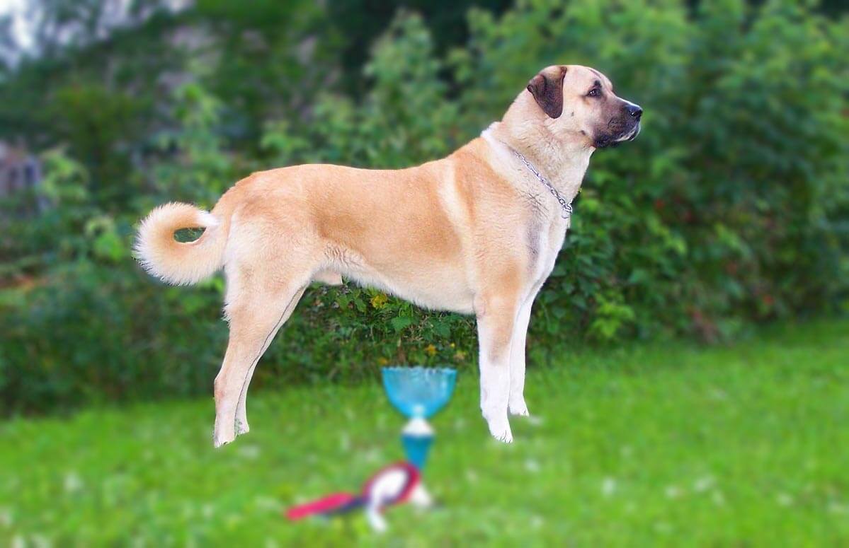 kangal