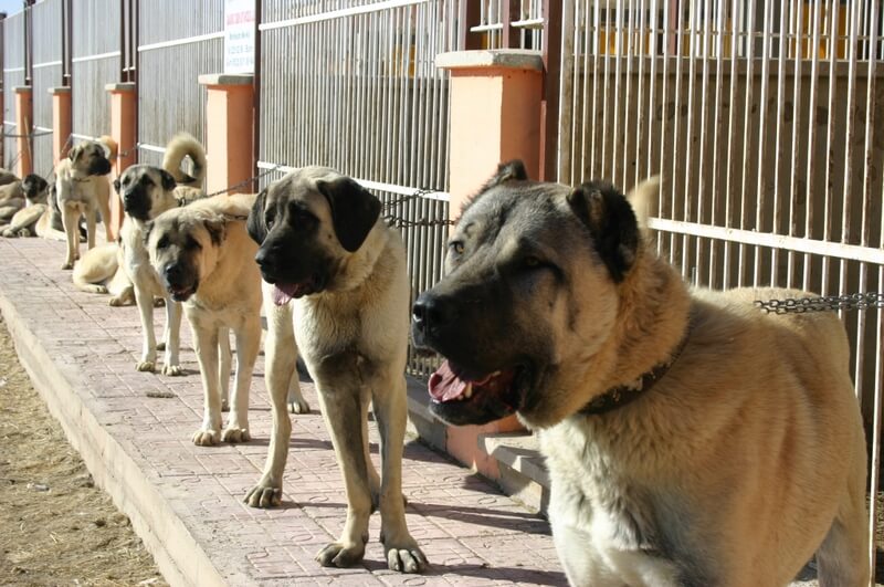 kangal breed