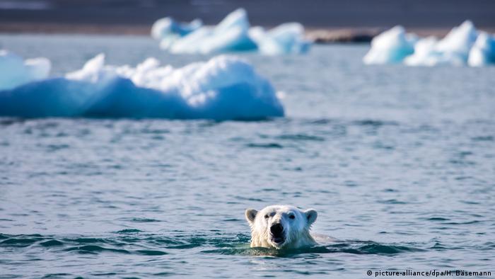 Polar bear swimming (picture-alliance/dpa/H. Bäsemann)