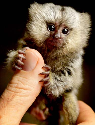 marmoset thumb