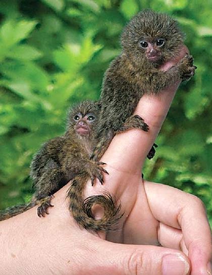 marmoset two finger