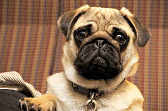 Pug with confused facial expression