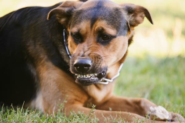 Dog snarling to show that he doesn