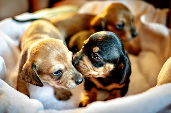 Litter of very young Dachshund puppies playing together