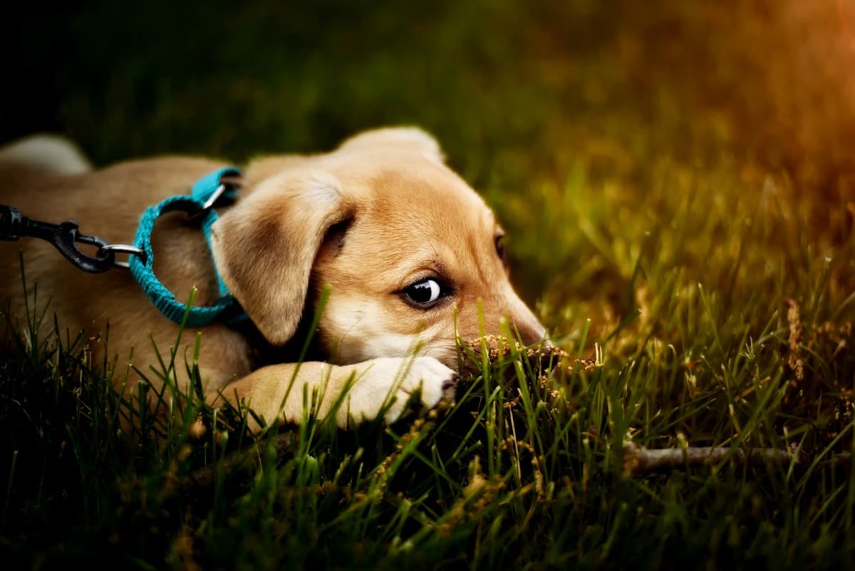 Puppy lying in the grass while wearing his leash