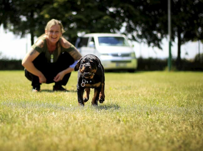 Rottweiler puppy and owner having fun at training session