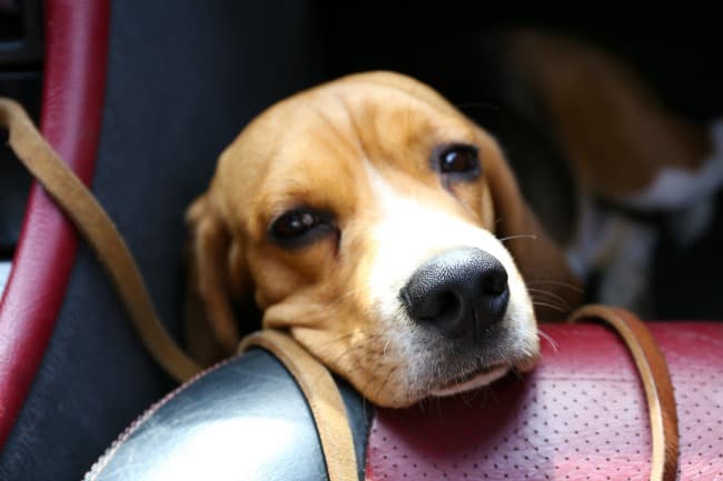 Beagle with sad, sweet expression, in a car