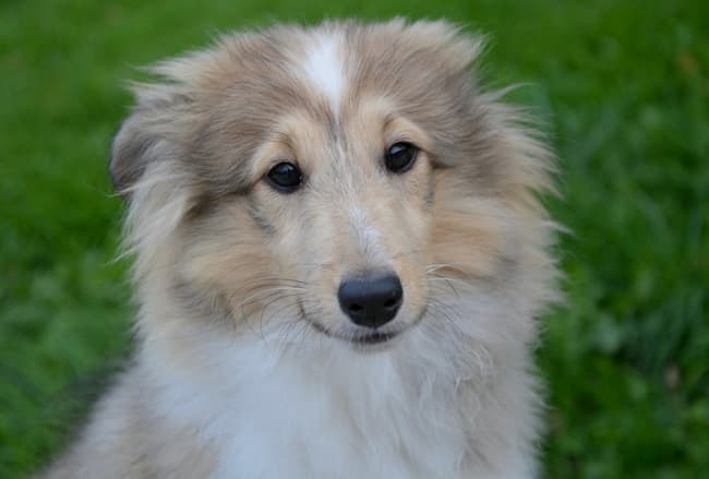 Nervous Sheltie puppy