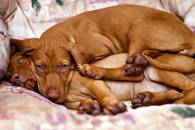 Two Hungarian Vizsla puppies lying on a sofa