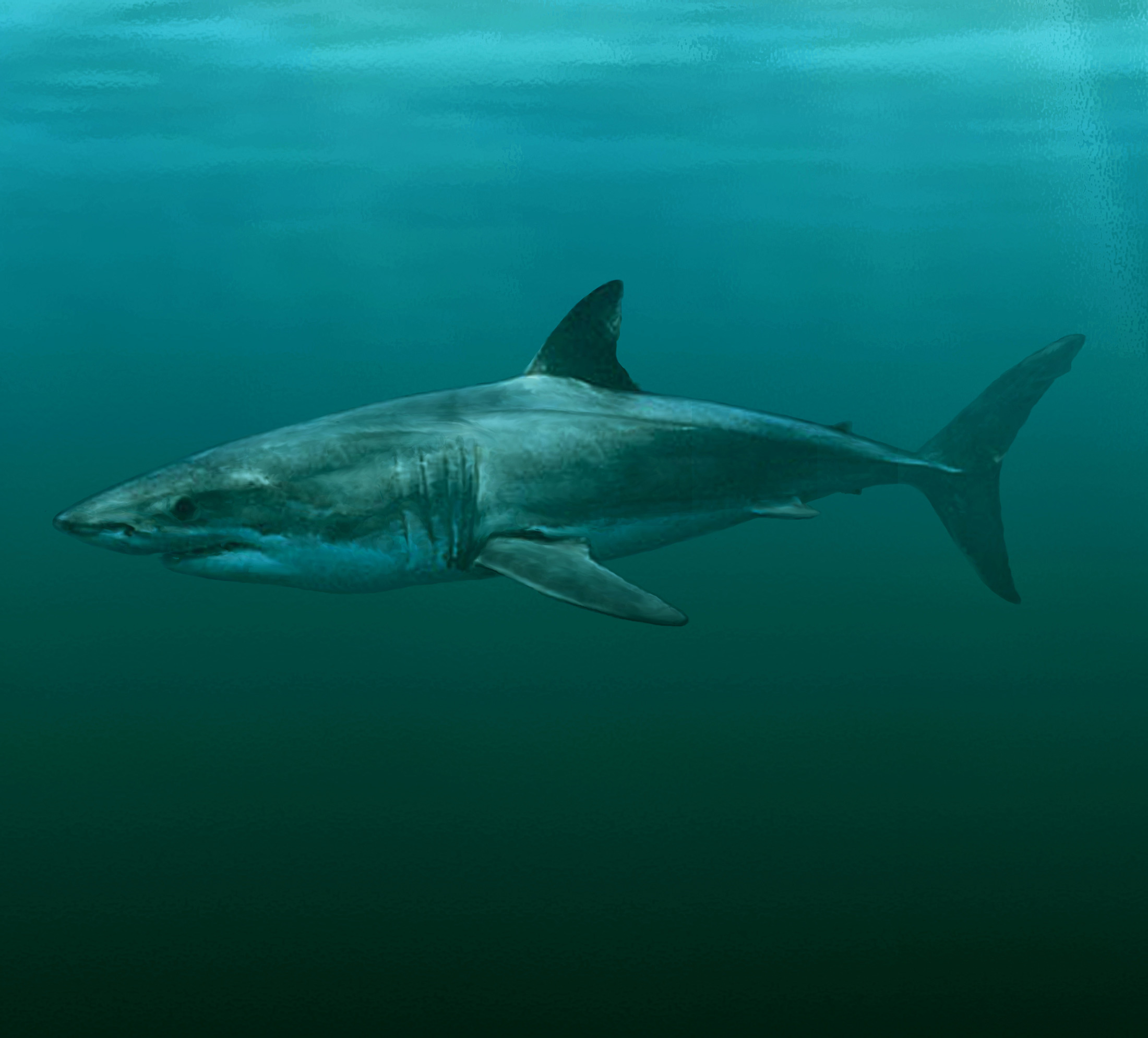 Кархародон мегалодон. Carcharodon hubbelli. МЕГАЛОДОН И белая акула. Carcharodon Megalodon. Белая акула кархародон.