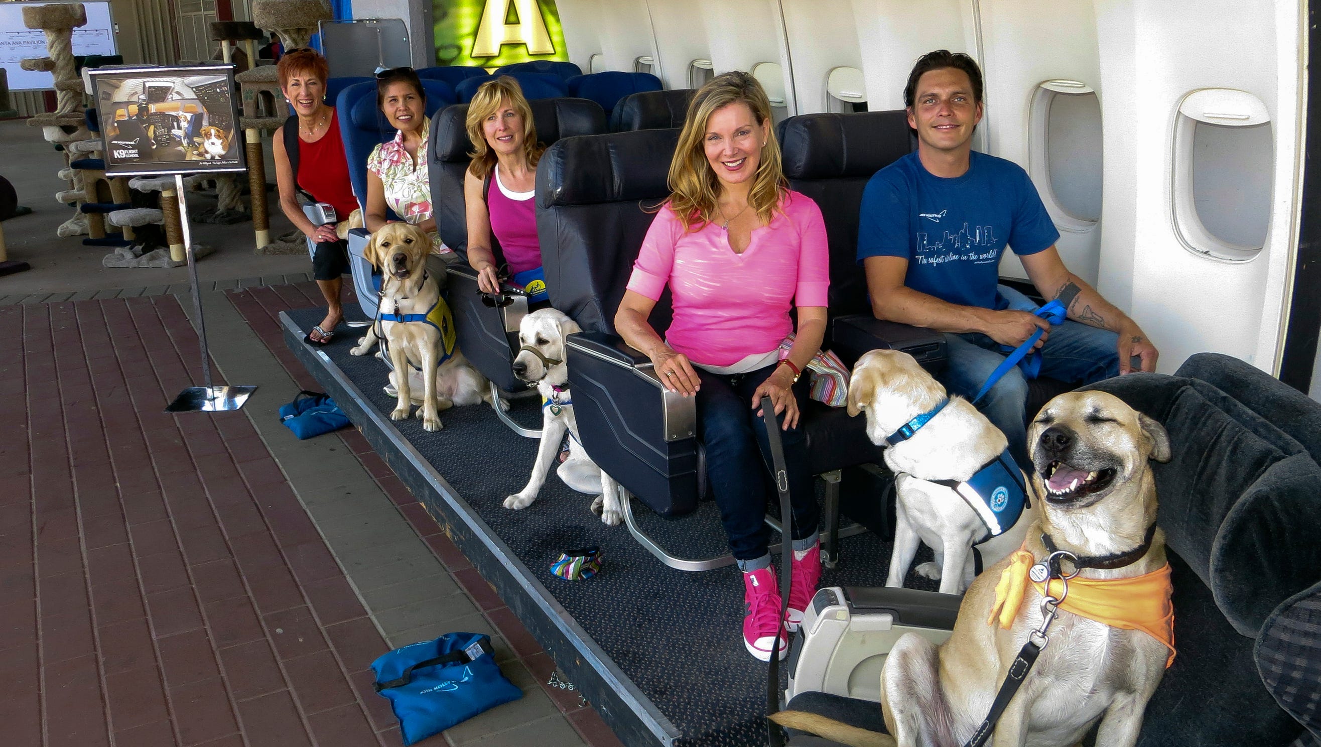 Можно с собакой в самолет. Собака в самолете. Собака поводырь. Собака поводырь в салоне самолета. Багажный отсек для животных в самолете.