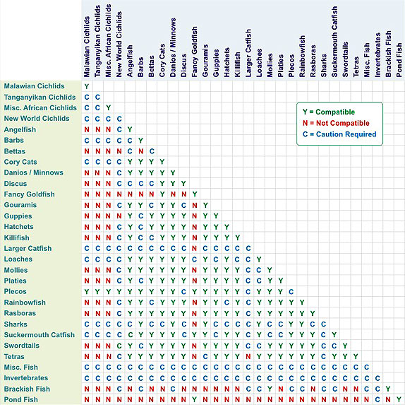 Рыбы совместимость с другими. Дискус совместимость с другими рыбками. Дискус совместимость с другими рыбками таблица. Карта совместимости рыбок в аквариуме. Аквариумная рыбка акула совместимость с другими.