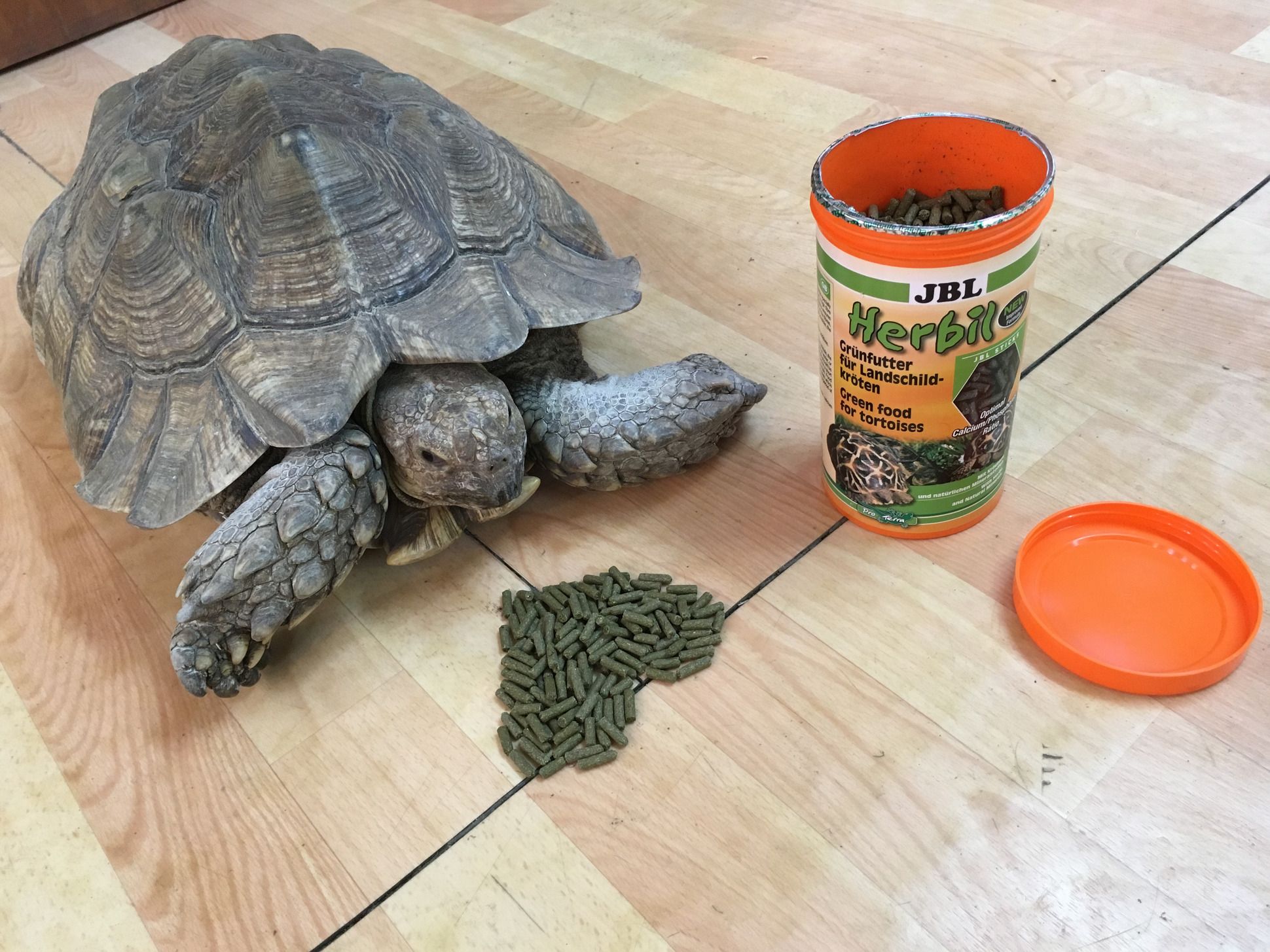 Кормление красноухой черепахи в домашних
