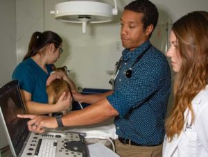 Cardiologist Teaching Student How To Interpret An Echocardiogram 